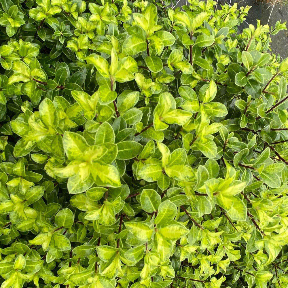 Thompson and Morgan Pittosporum Tenuifolium Golden Ball Plant Pot 9cm 3 Pack Image 2