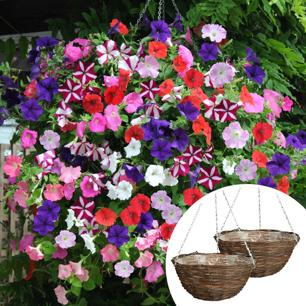 YouGarden Preplanted Petunia Wave Rattan Hanging Basket 28cm 2 Pack Image 2