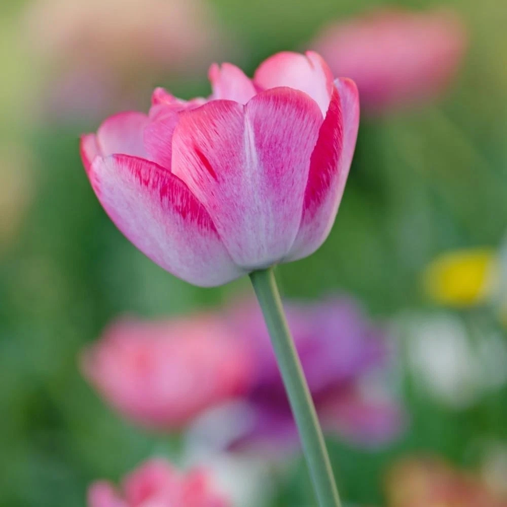Thompson and Morgan Tulip Colour Changing Collection Planting Bulb 32 Pack Image 3