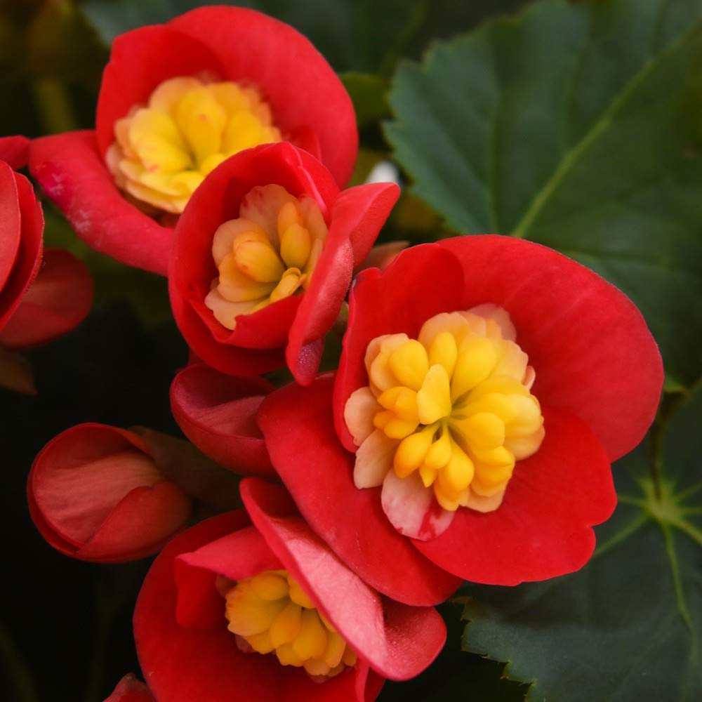 Thompson and Morgan Begonia Valentino Pink Potted Plant 14cm Image 1