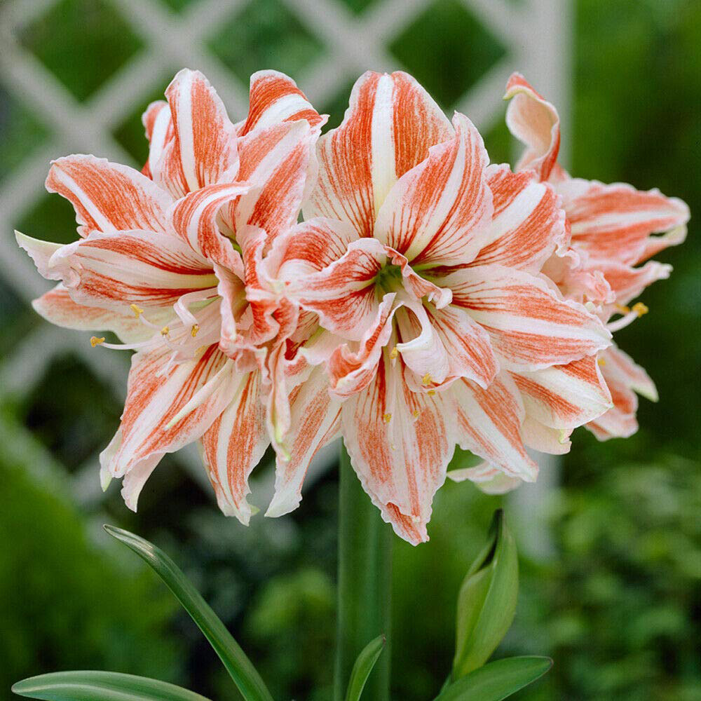 Thompson & Morgan Amaryllis Collection Planting Blulb 4 Pack Image 4