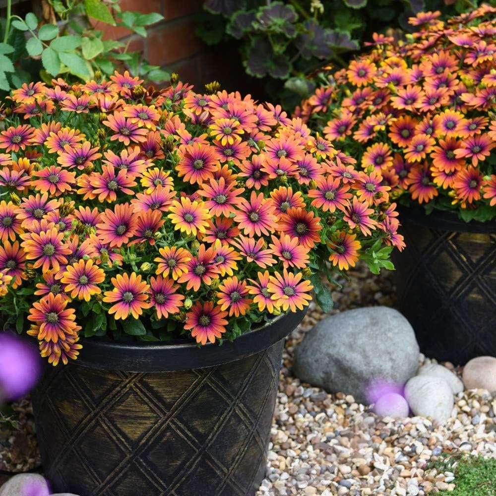 Garden Gear Burnished Gold Plastic Flowerpot with saucer 4 Pack Image 4