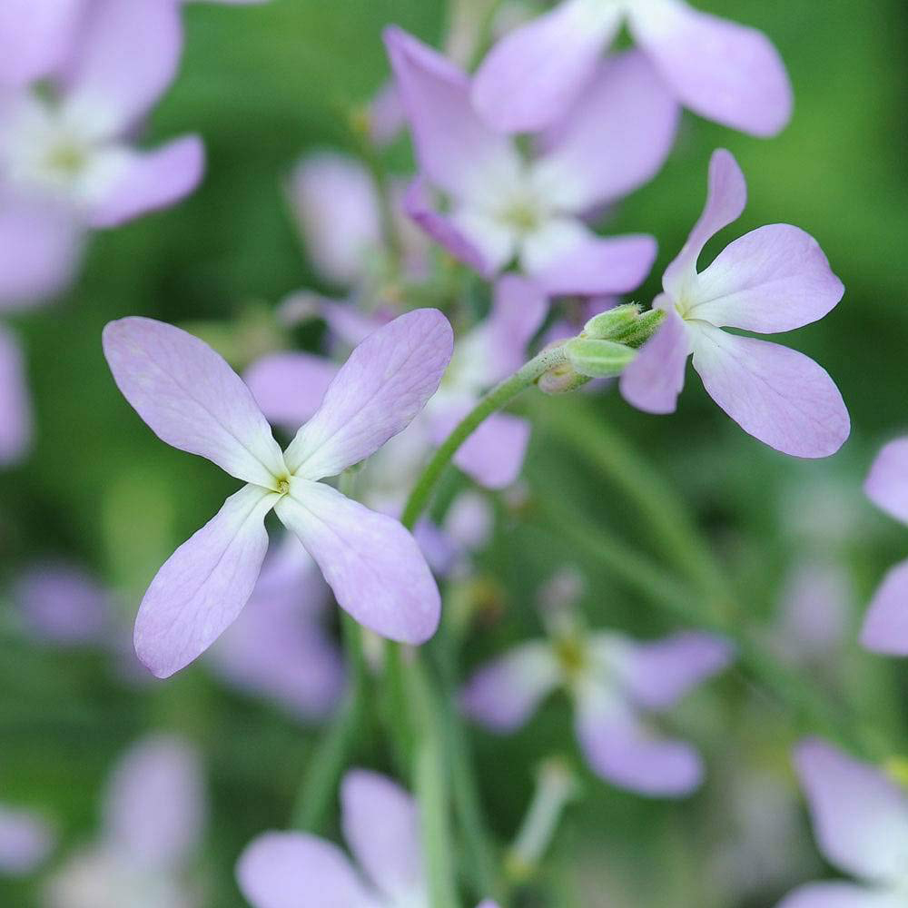Thompson & Morgan Stock Night Scented Seeds Image 1