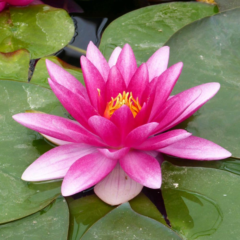 Thompson and Morgan Nymphaea Darwin Hollandia Waterlily Plant Pot 1L 2 Pack Image 1