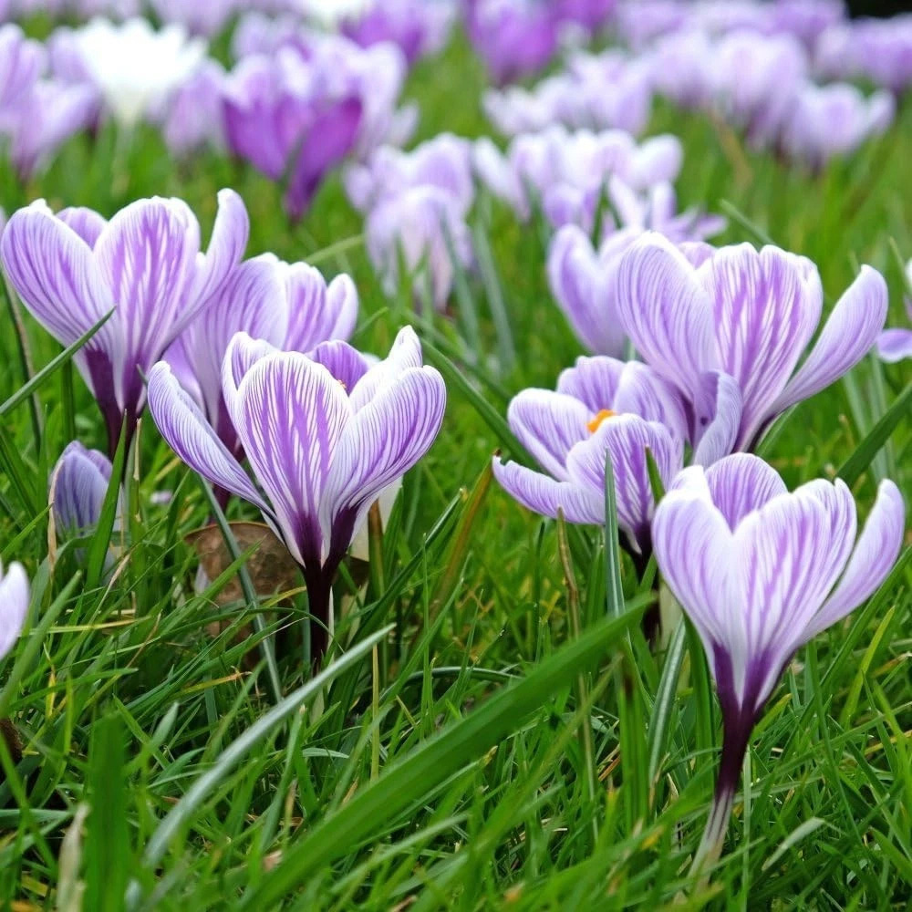 Thompson and Morgan Crocus Dutch Striped Planting Bulb 80 Pack Image 5