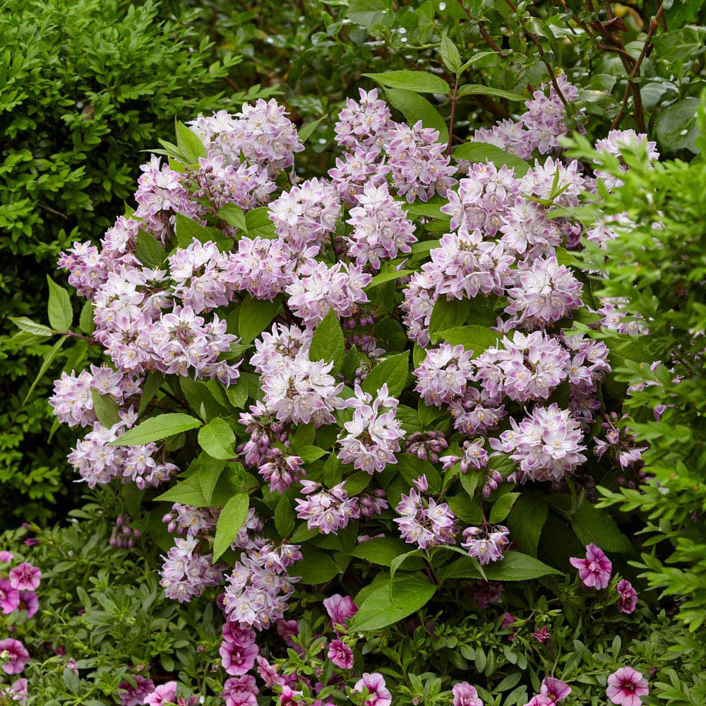 wilko Deutzia Raspberry Sundae Image 1