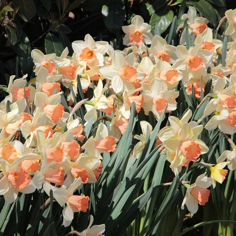 Thompson and Morgan Daffodil Blushing Lady Planting Bulb 16 Pack Image 3