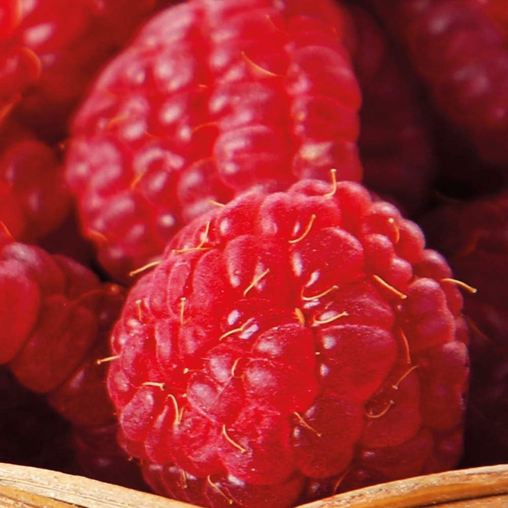Thompson & Morgan Organic Raspberry Autumn Bliss Potted Plant 2L Image 3
