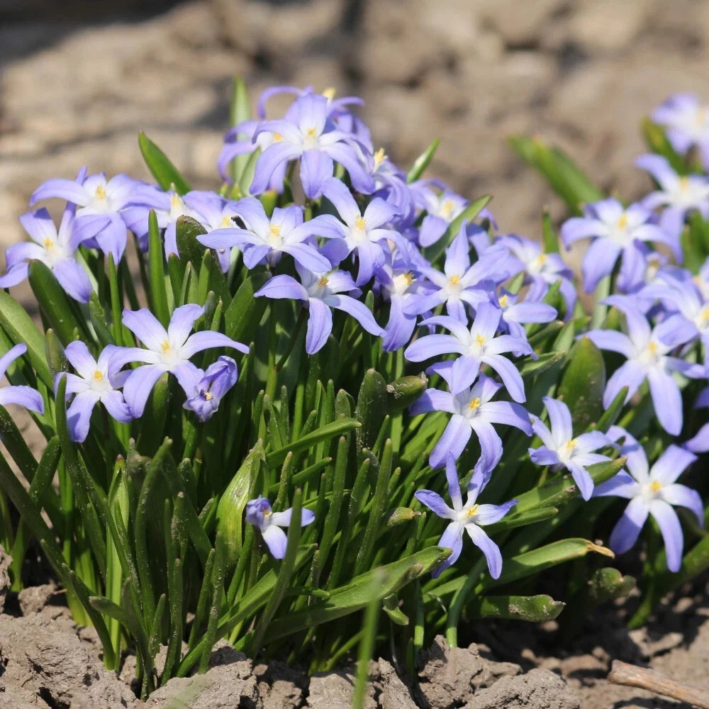 Thompson and Morgan Chionodoxa Mixed Glory Of The Snow Planting Bulb 160 Pack Image 2
