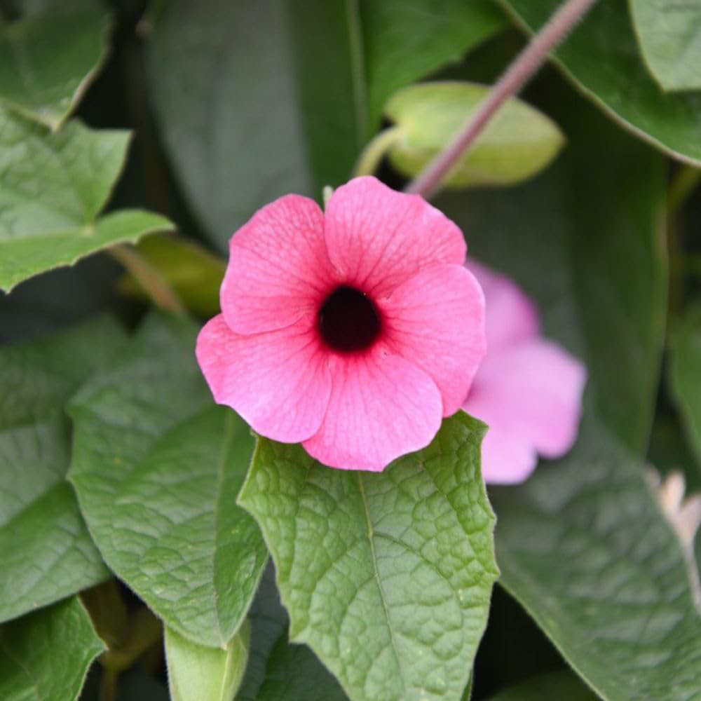 Thompson and Morgan Thunbergia Sunny Susy Collection Jumbo Plug Plant 5 Pack Image 2
