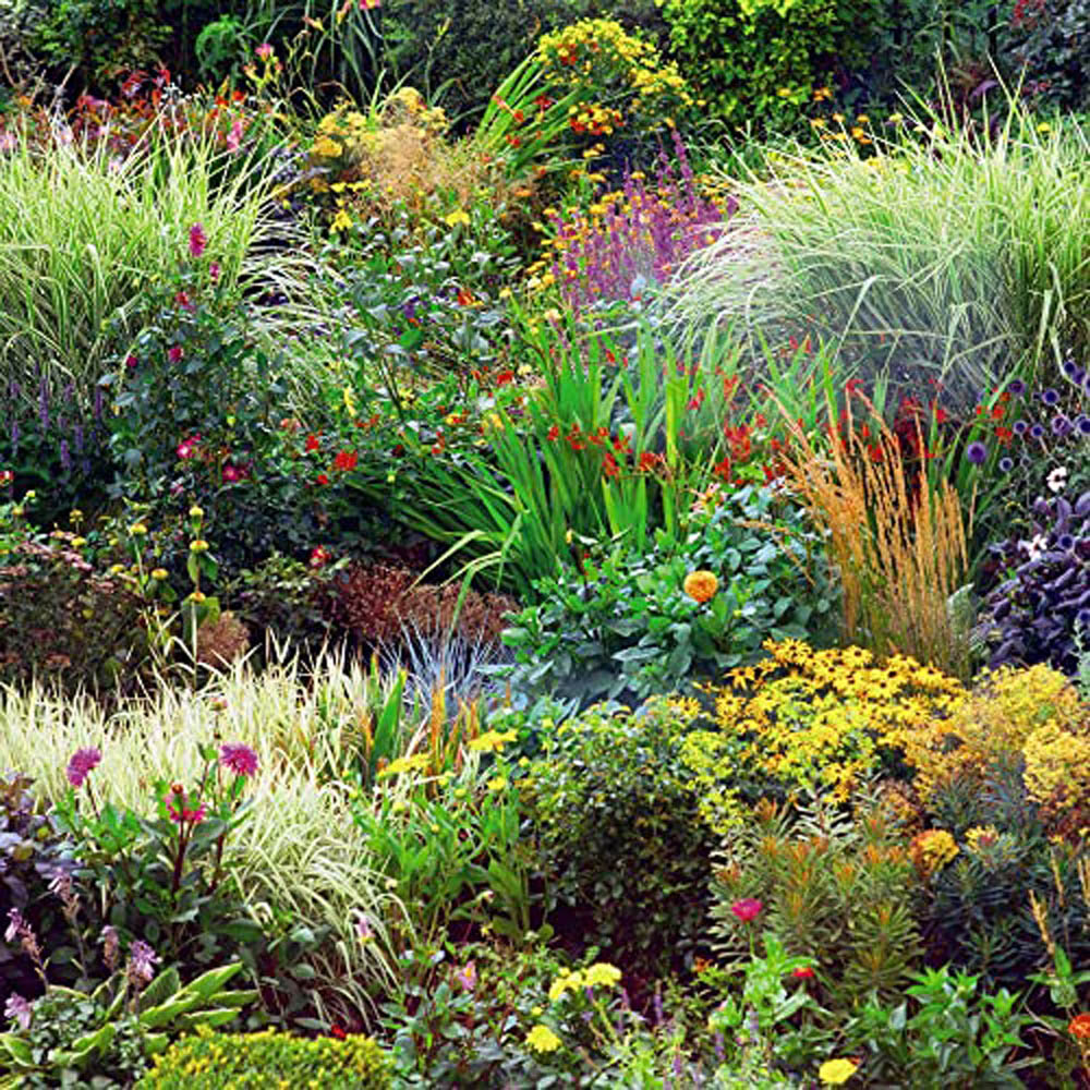 Thompson and Morgan Nurserymans Choice Hardy Perennial Flowering Mix Plugs 72 Pack Image 3