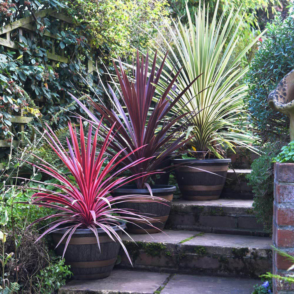 Thompson and Morgan Cordyline Trio Pot 9cm 3 Pack Image 2