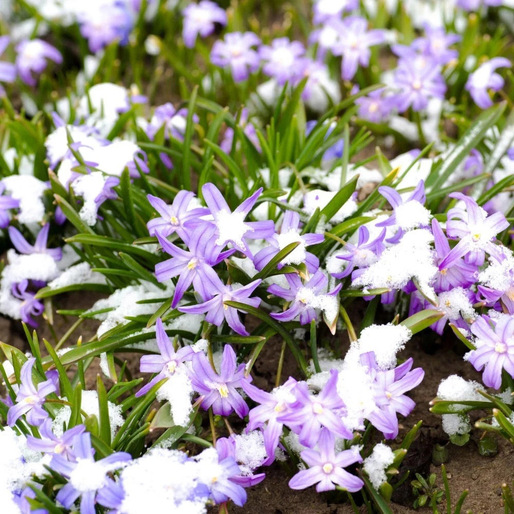 Thompson and Morgan Chionodoxa Mixed Glory Of The Snow Planting Bulb 160 Pack Image 3