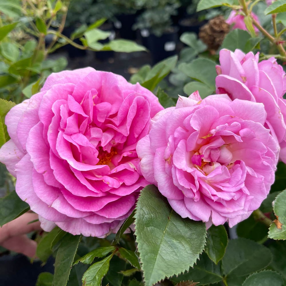 YouGarden Harkness Rose 'Special Mum' Pot 3L Image 1