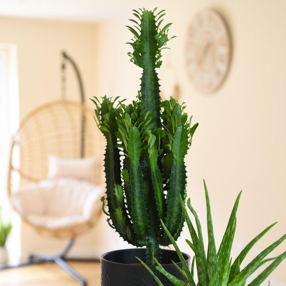 Thompson and Morgan Euphorbia Acruensis Cactus Plant Pot 17cm 2 Pack Image 4