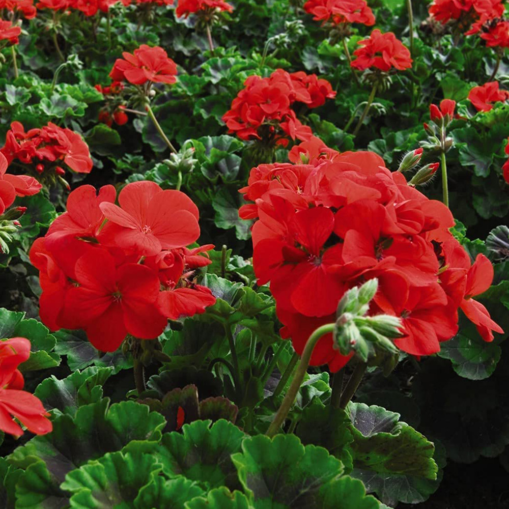 Thompson and Morgan Geranium Best Red Garden Ready Plant 15 Pack Image 1