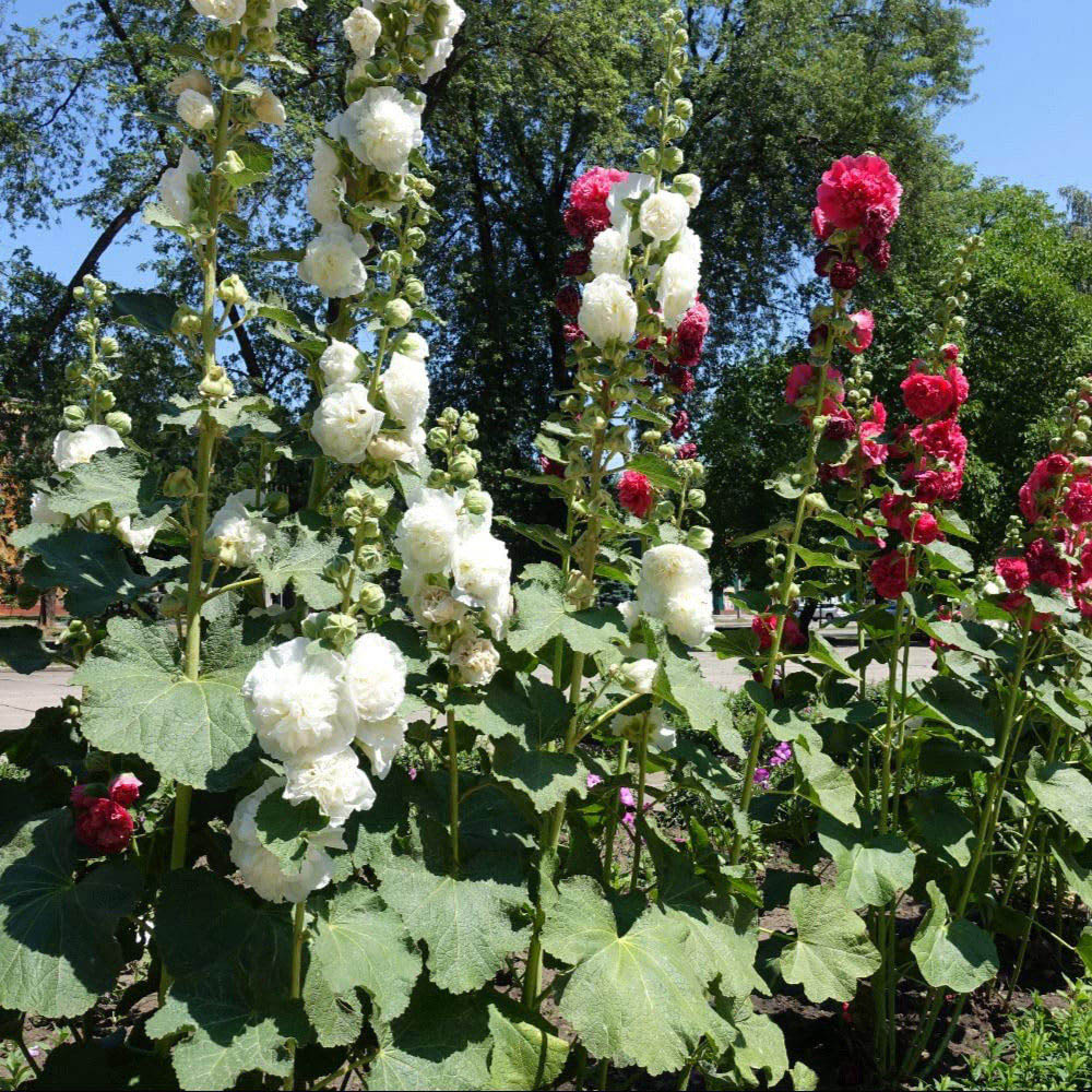 Thompson and Morgan Classic Cottage Garden Perennial Collection Bare Root 9 Pack Image 3