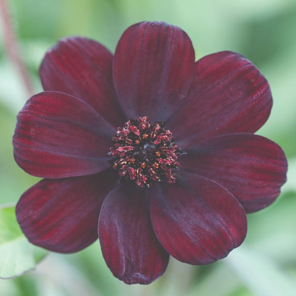 Thompson and Morgan Cosmos Atrosanguineus Plant Pot 1L Image 1