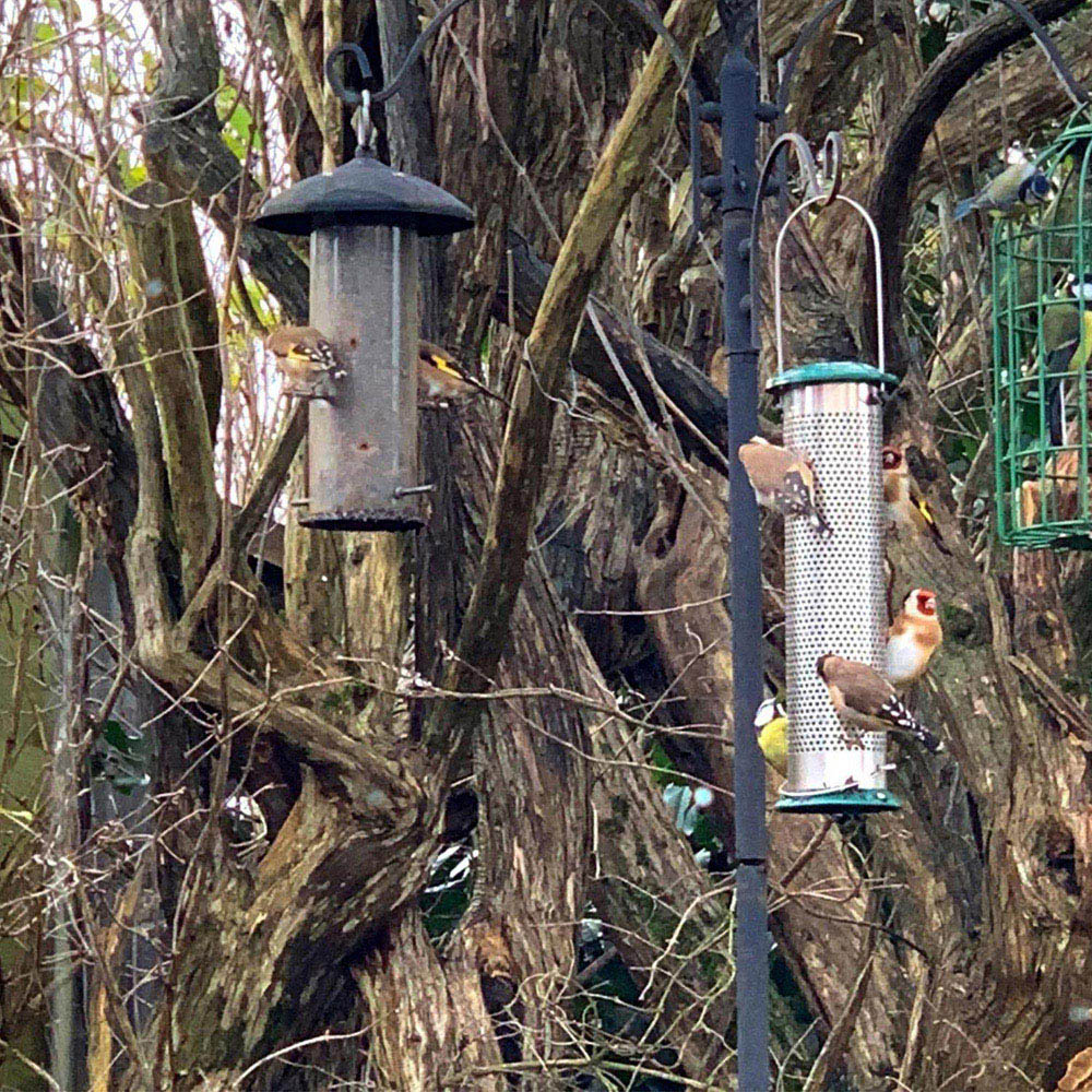 Peckish All Weather Nyjer Seed Bird Feeder Image 5