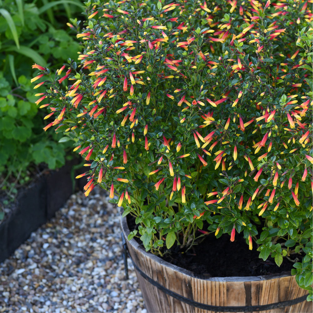 Thompson & Morgan Brazilian Jacobinia Paciflora Fuchsia Plant Pot 9cm 3 Pack Image 3
