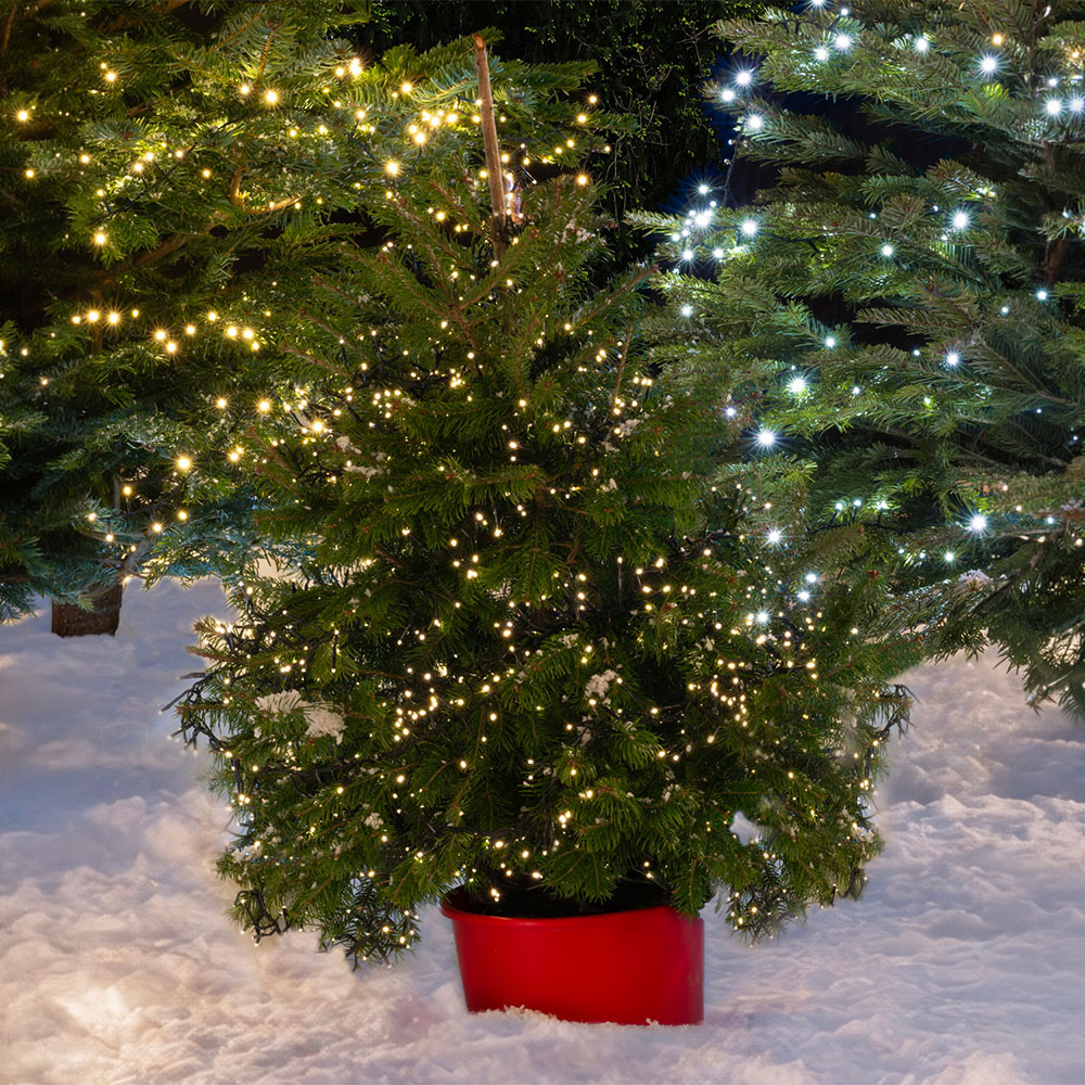 Pot Grown Blue Spruce Real Christmas Tree 2ft Image 2
