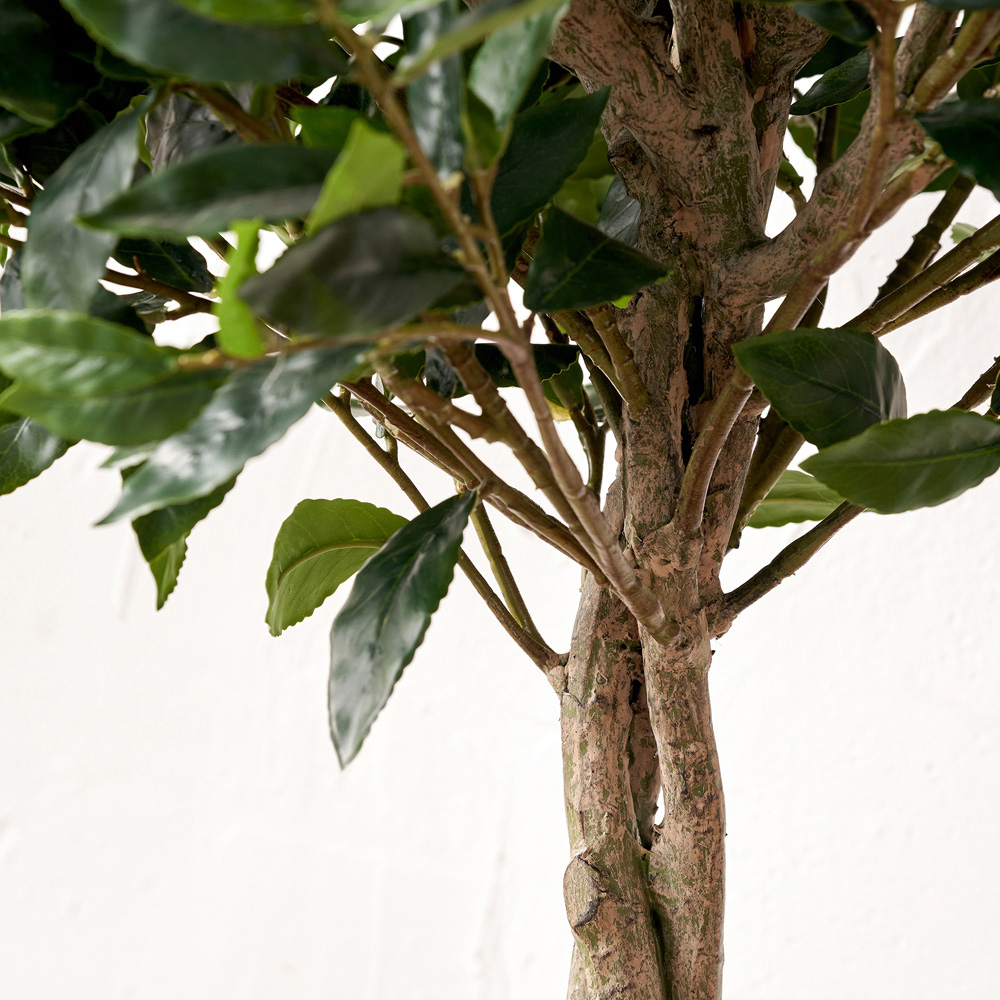 Pacific Lifestyle Bay Artificial Tree in White Pot 5ft Image 4
