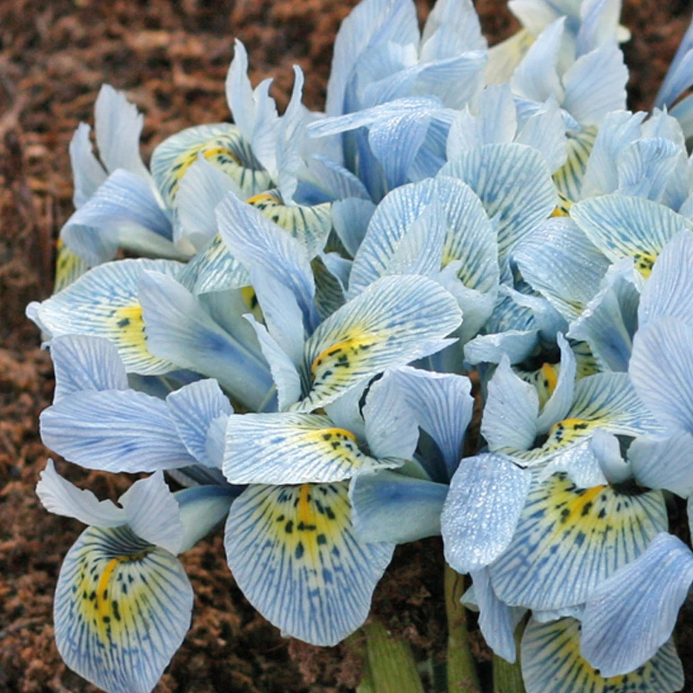 Thompson and Morgan Iris Katharine Hodgkin Autumn Planting Bulb 32 Pack Image 3