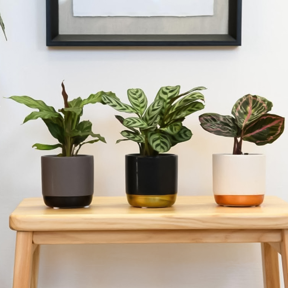 Thompson and Morgan Calathea Starter Mix Packcm Potted Plant 6cm 3 Pack Image 1