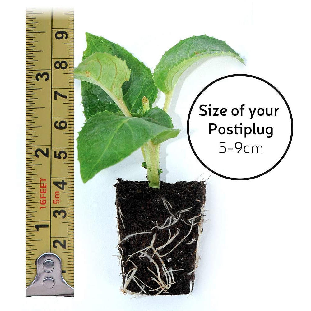 Thompson and Morgan Petunia Tumbelina Frills and Spills Damson Ripple Postiplug Plant 5 Pack Image 3