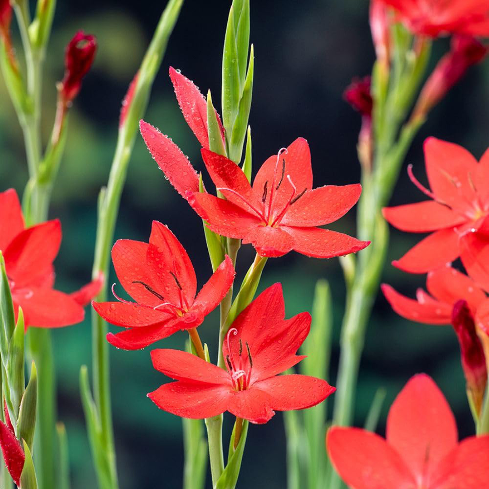 Thompson and Morgan Schizostylis Coccinea Major Plant Pot 9cm 3 Pack Image 4