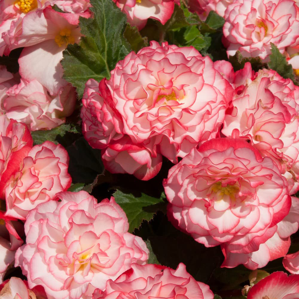 Thompson and Morgan Begonia Nonstop Petticoat Garden Ready Plant 15 Pack Image 3