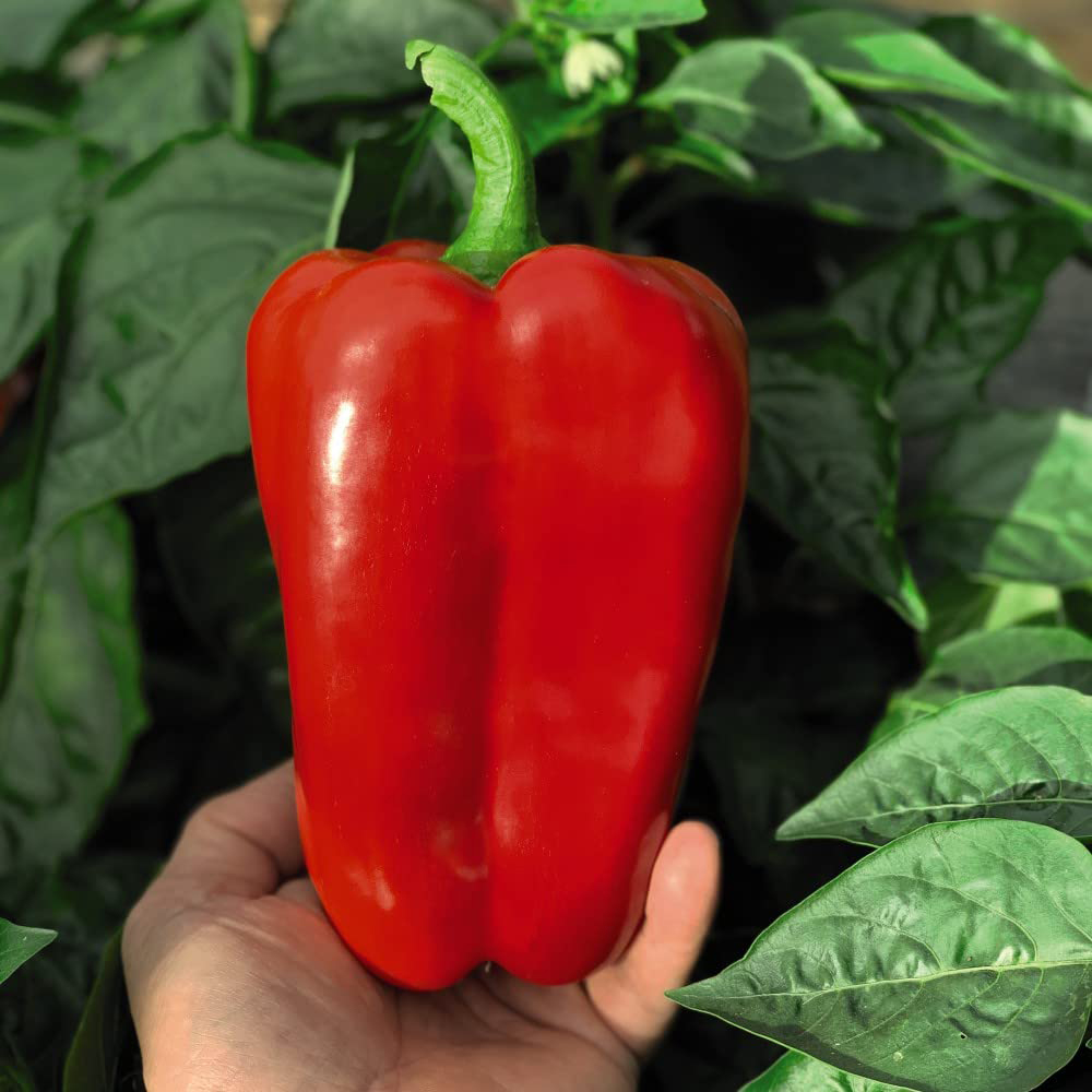 Thompson & Morgan Pepper Sweet Red King F1 Seeds Image 1