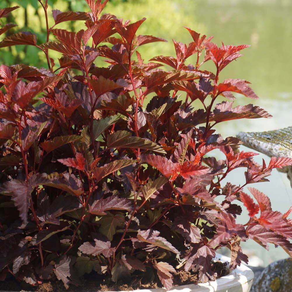 Thompson and Morgan Physocarpus Opulifolius Little Angel Plant Pot 9cm 3 Pack Image 3