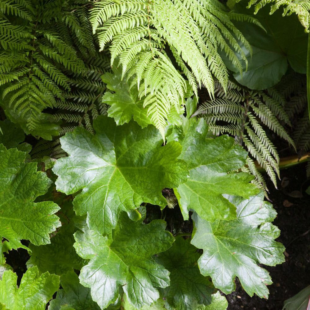 Thompson and Morgan Darmera Peltata Plant Pot 9cm 3 Pack Image 2