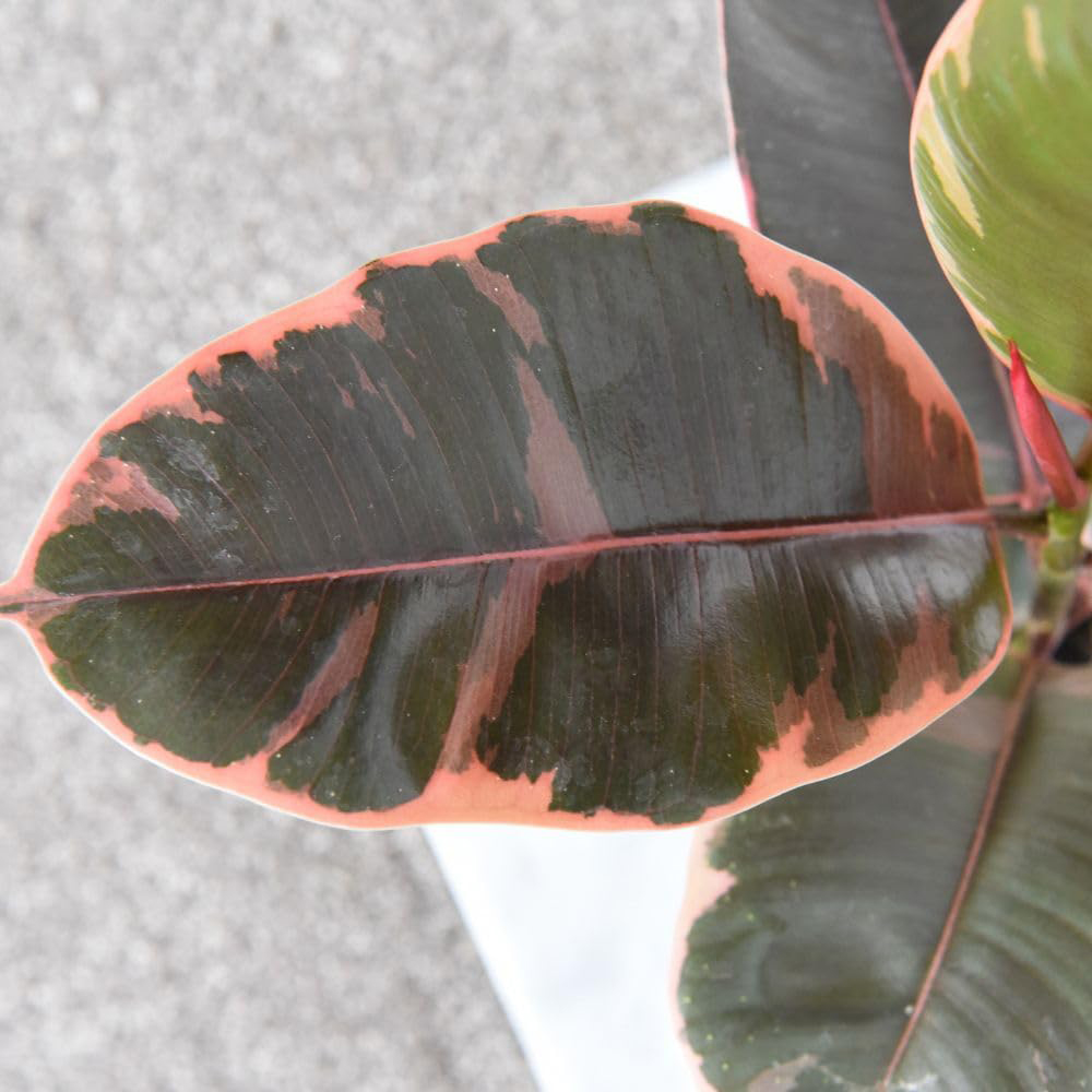 Thompson and Morgan Ficus Elastica Belize Plant Pot 12cm 2 Pack Image 2