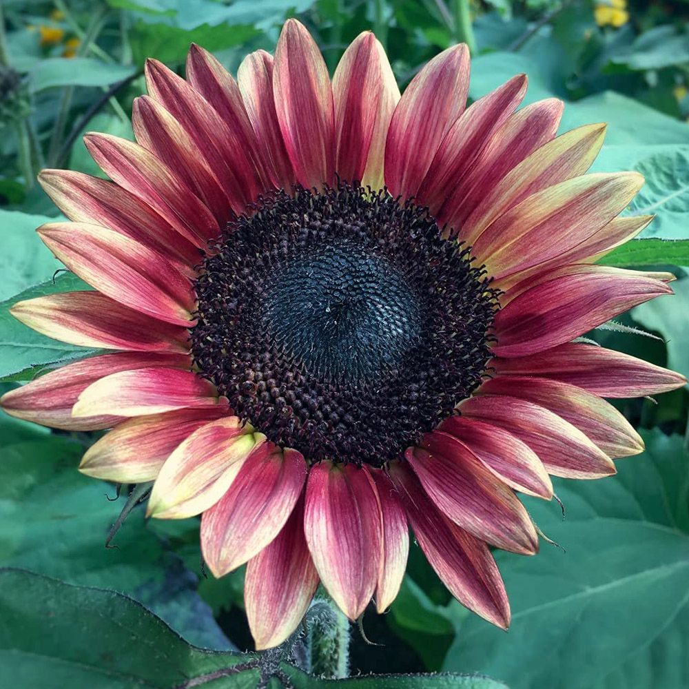 Thompson and Morgan Helianthus Annus Sunflower Ms Mars Seeds Image 1