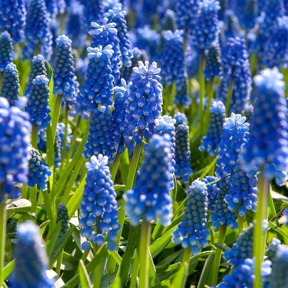 Thompson and Morgan Mixed Collection Planting Bulb 800 Pack Image 5