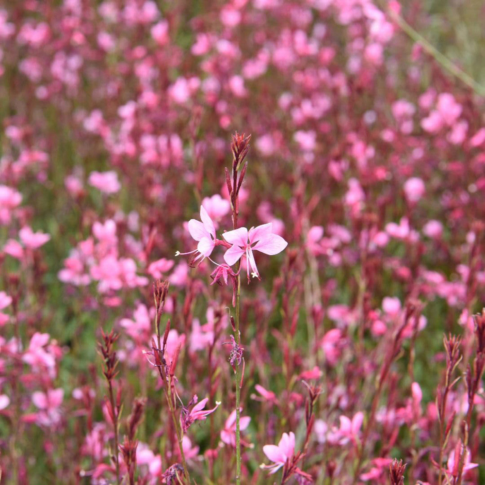 Thompson and Morgan Gaura Lindheimeri Passionate Blush Plant Pot 9cm Image 1