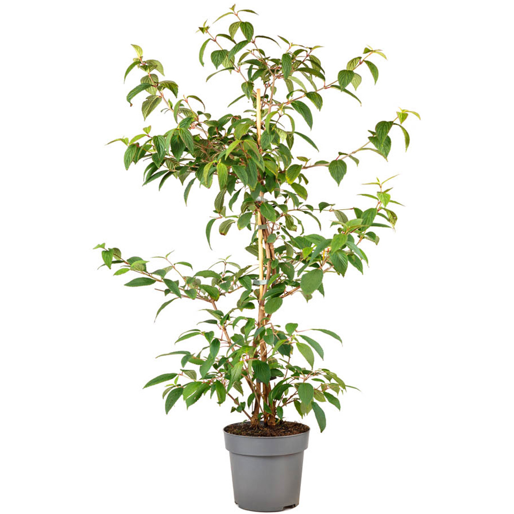 YouGarden Viburnum Plicatum Kilimanjaro Sunrise Plant Pot Image 5