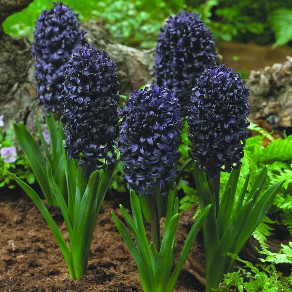 Thompson and Morgan Bulb Dark Collection Planting Bulbs 74 Pack Image 6