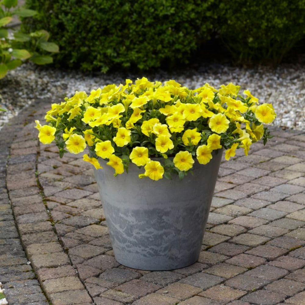 Thompson and Morgan Petunia Yellow Caliburst Petchoa Plant Plugs 12 Pack Image 3