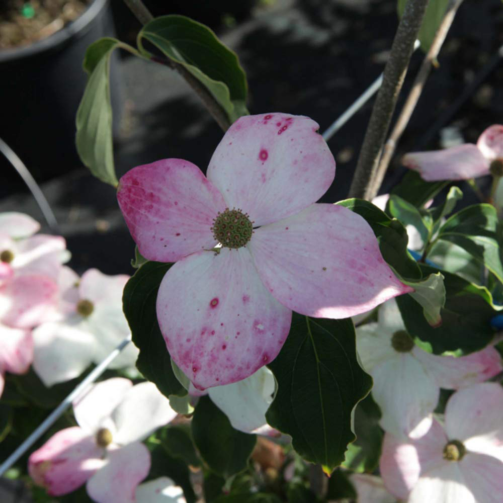 Thompson and Morgan Cornus Kousa Plant Pot 9cm Image 3