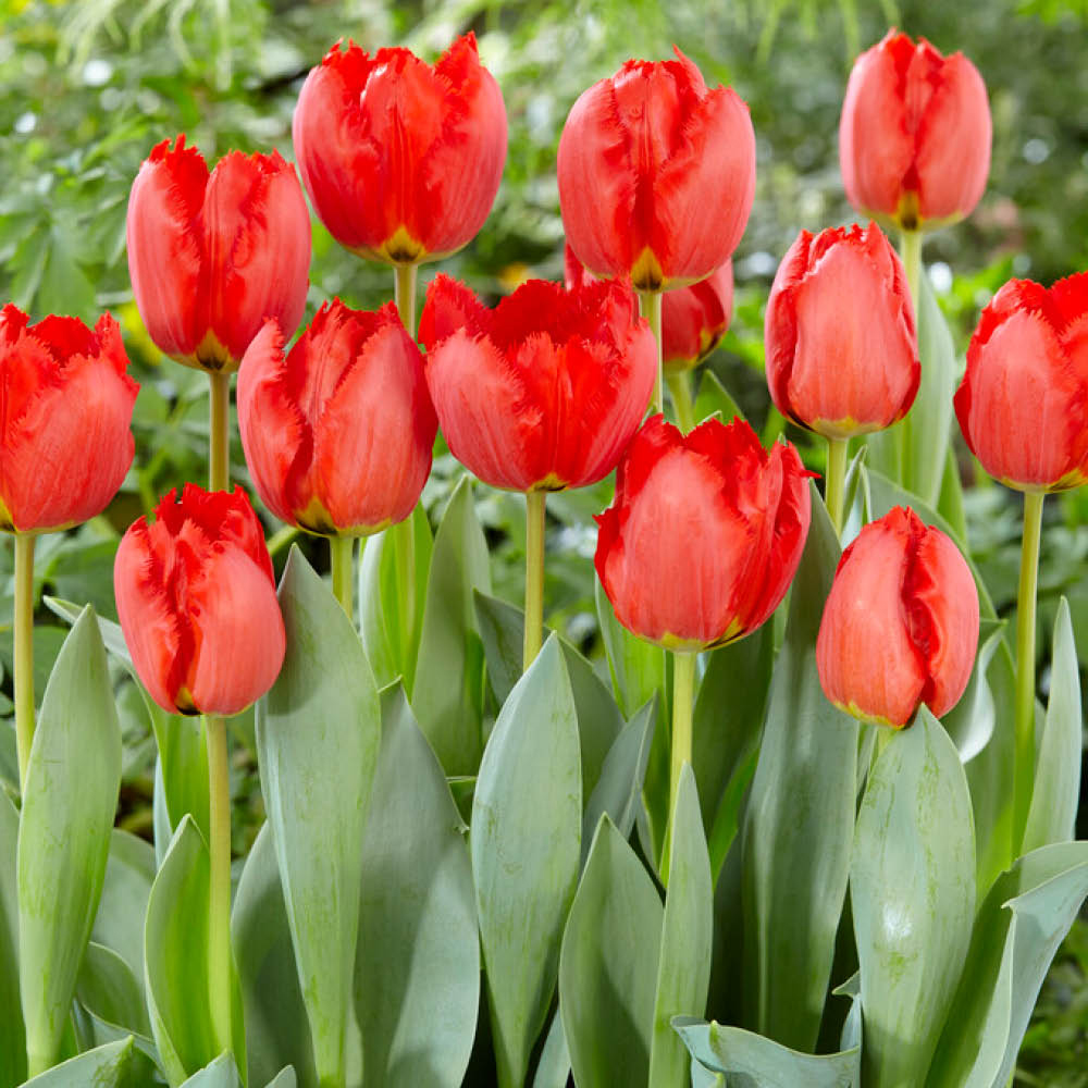 YouGarden Crystal Beauty Tulip Planting Bulb 24 Pack Image 2