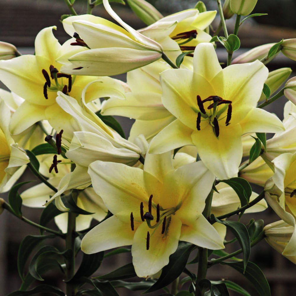 Thompson & Morgan Tree Lily Yellow Rocket Planting Bulb 3 Pack Image 1