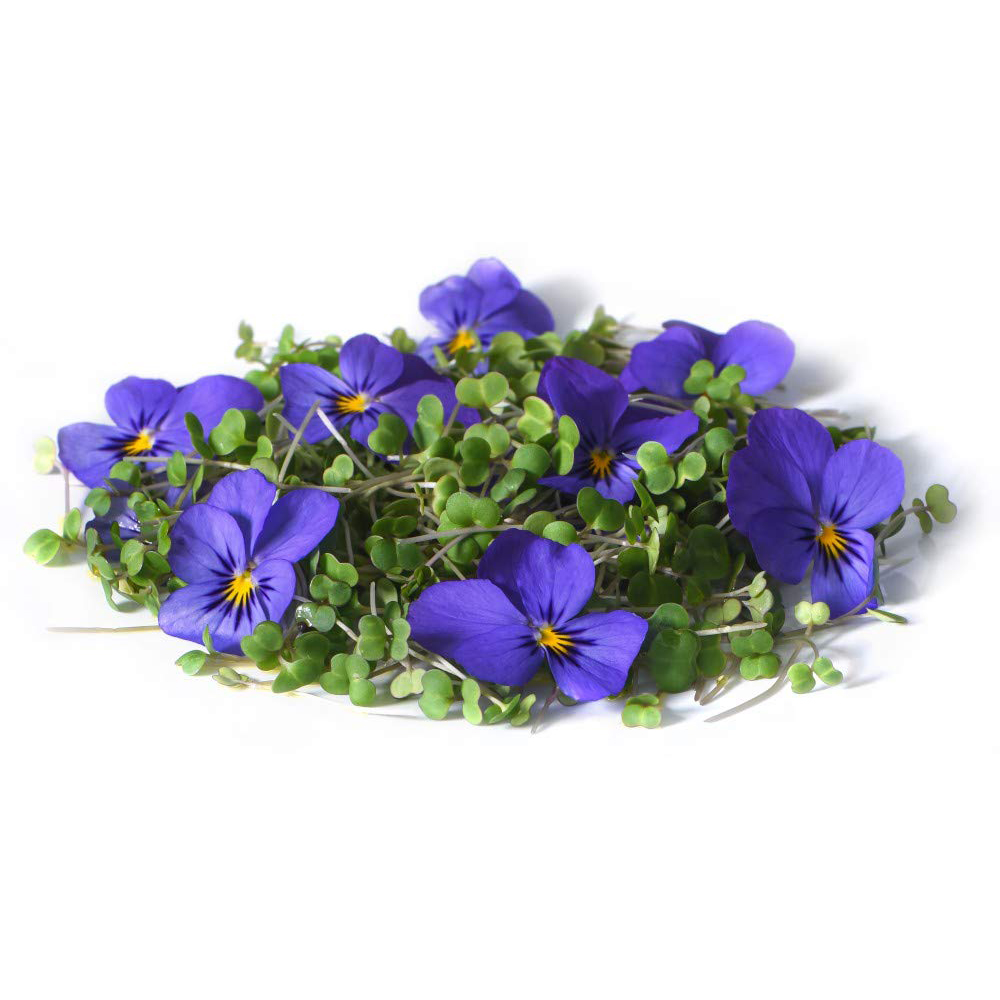 Thompson and Morgan Microgreens Kale Red Russian Seeds Image 3
