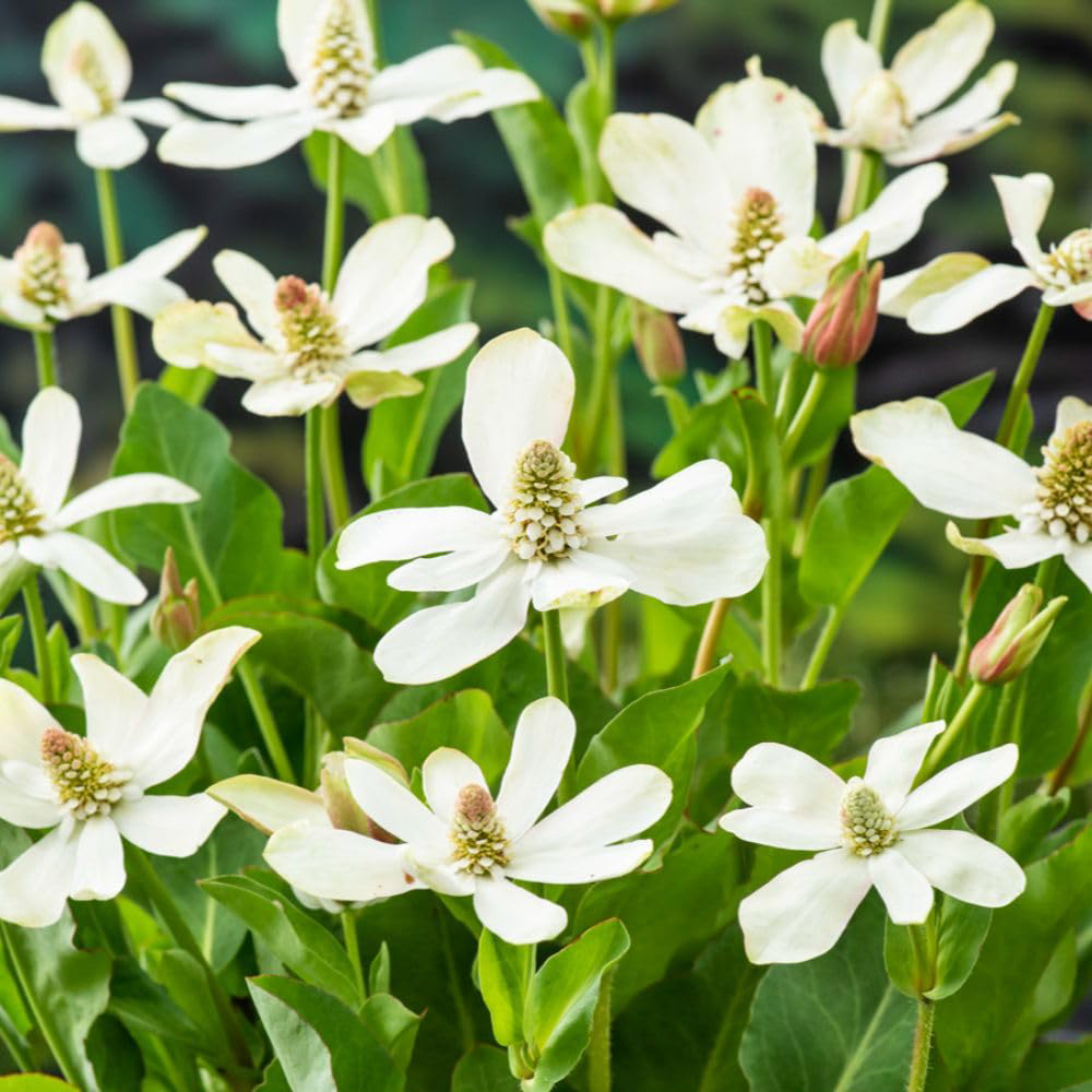 Thompson and Morgan Anemopsis Californicum Plant Pot 9cm 3 Pack Image 4