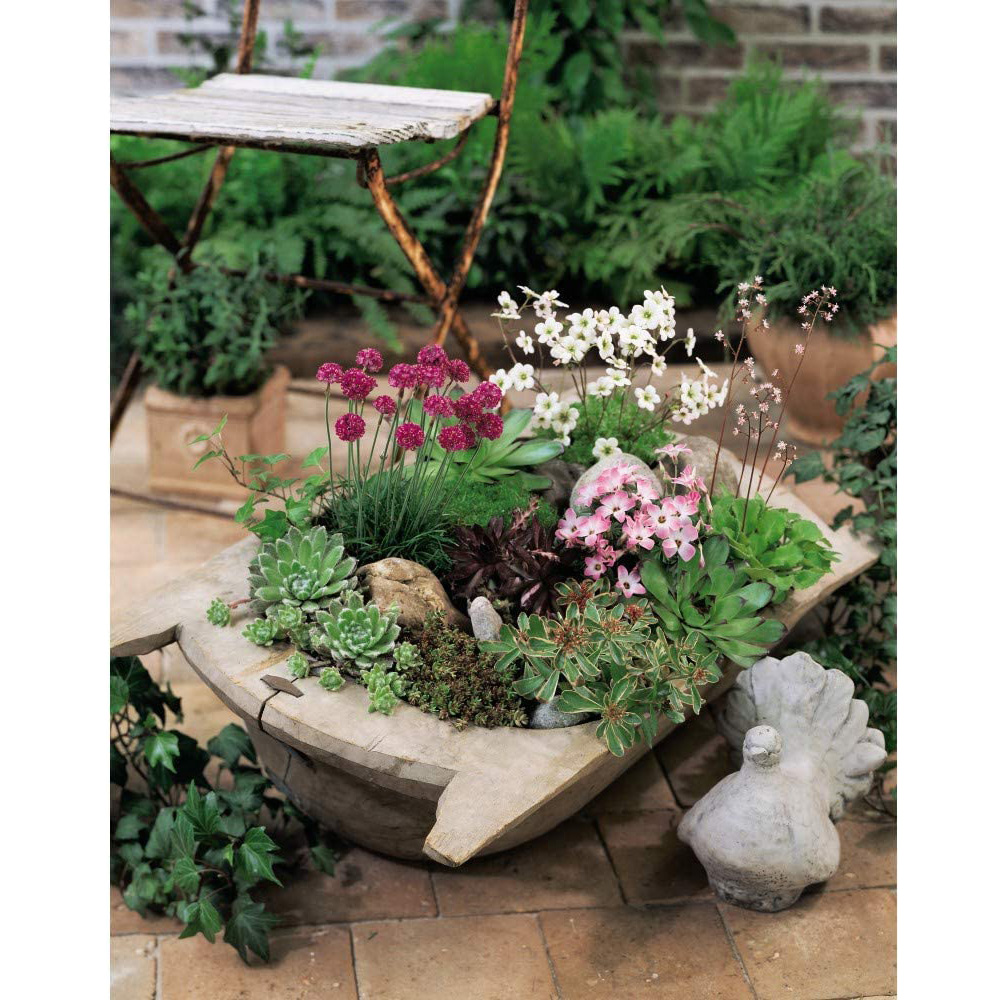 Thompson and Morgan Nurserymans Choice Alpine Plant Pot 9cm 3 Pack Image 6