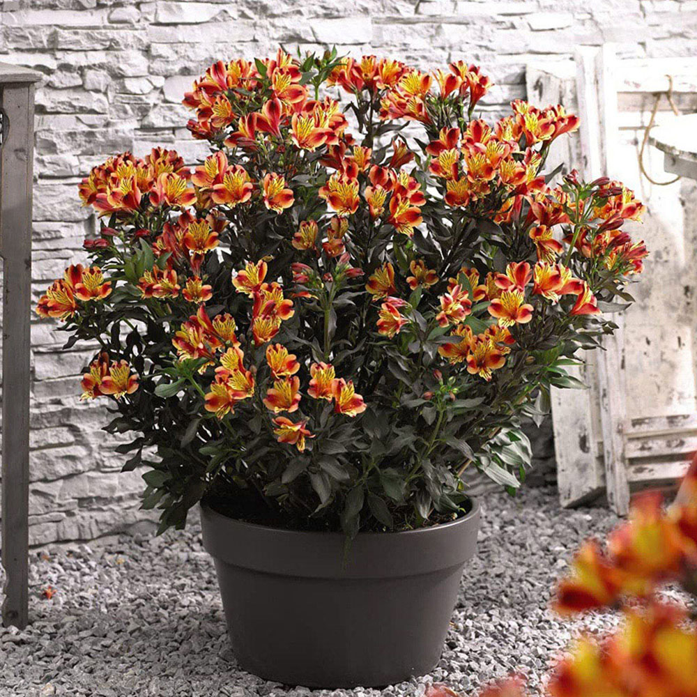 Thompson and Morgan Alstroemeria Indian Summer Jumbo Plug Image 2