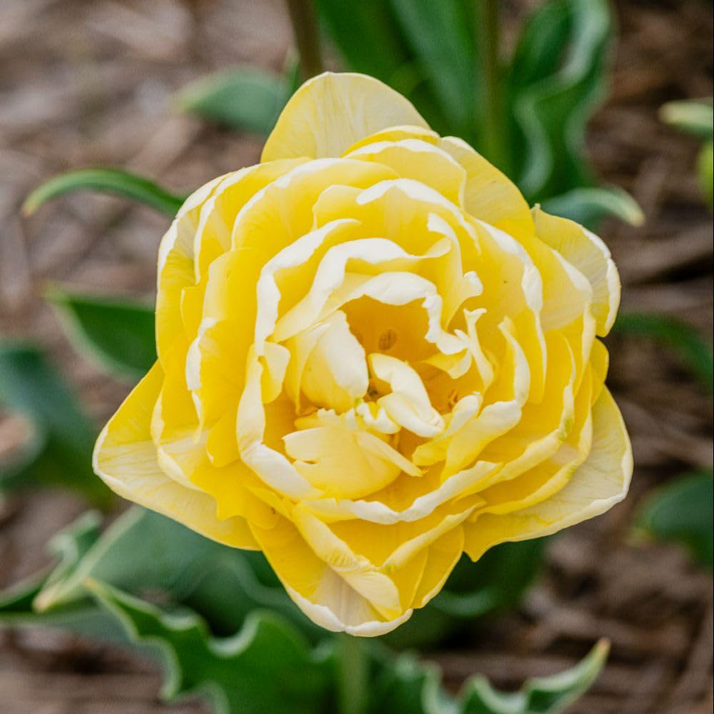 Thompson and Morgan Tulip Wedding Dream Planting Bulb 8 Pack Image 4