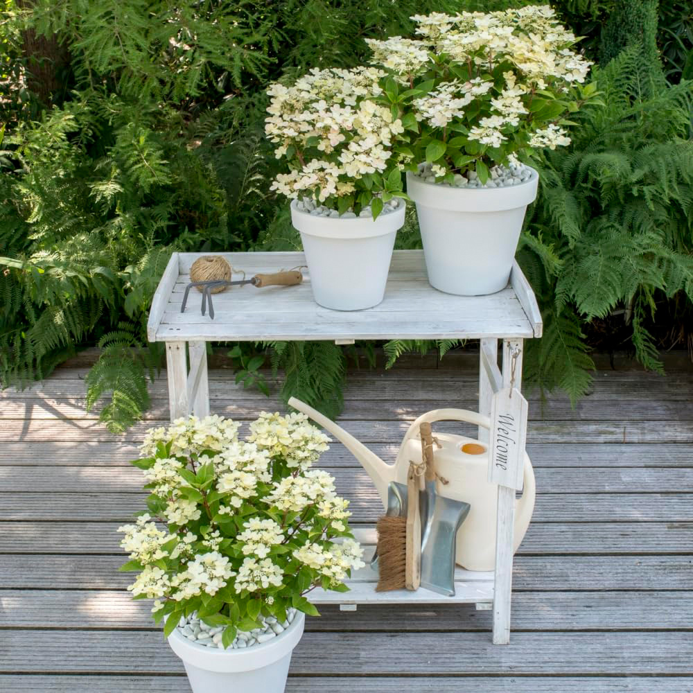 Thompson and Morgan Hydrangea Paniculata Polestar Ophelia Potted Plant 9cm 3 Pack Image 5